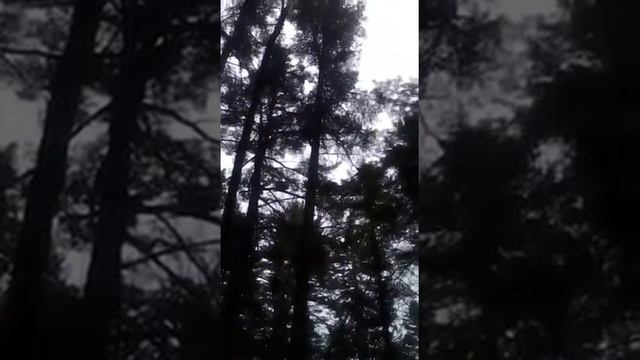Мастер класс как собрать кедровые орешки