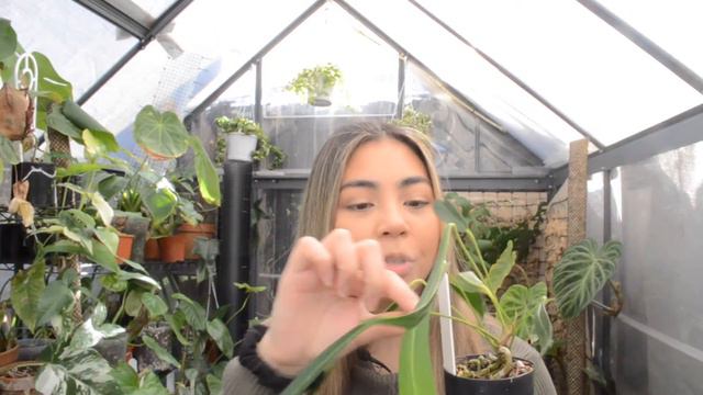 Pendant Anthurium | Sam's Greenhouse смотреть онлайн