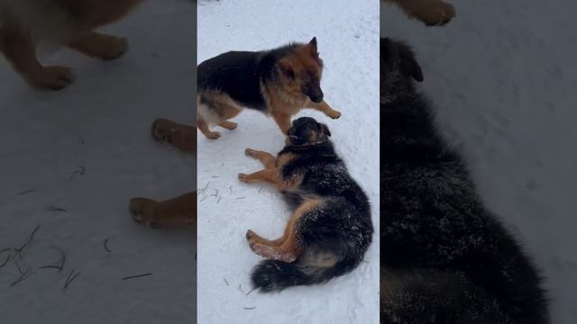 Надо надавить! ДжекиДжесси #щенки #немецкаяовчарка #юмор #germanshepherd