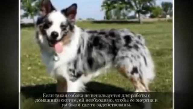 Средние породы собак АВСТРАЛИЙСКАЯ ОВЧАРКА смотреть онлайн