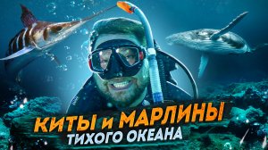Киты и Марлины Тихого Океана. Whales and marlins of the Pacific Ocean