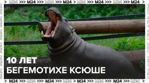 В Московском зоопарке отметили 10-летие бегемотихи Ксюши - Москва 24