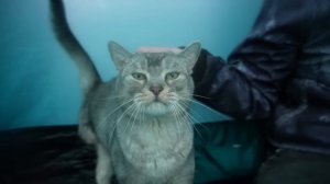 CATNAP В РЕАЛЬНОЙ ЖИЗНИ В НАШЕЙ ПАЛАТКЕ С КОТАМИ И СОБАКОЙ