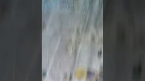 Как ухаживать за ожереловыми попугаем