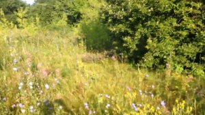 Вспашка целины.