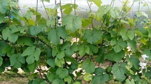 Какие сорта винограда выбрать при  посадке в ряды? Виноградная погода в Подмосковье 9 июня 2019