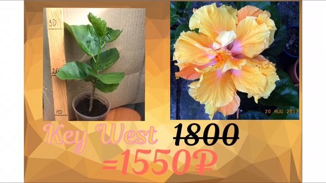 Сортовые гибискусы! Распродажа растений смотреть онлайн