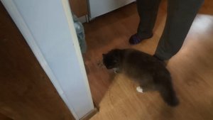 Знакомство взрослой кошки и щенка. Как Муся восприняла Багиру?