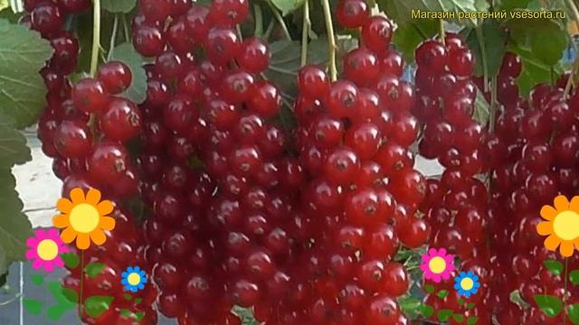 Смородина красная Длиннокистная. Краткий обзор, описание характеристик ribes rubrum Dlinnokistnaya