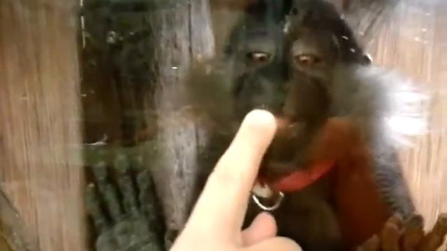 Обезьянка. смотреть онлайн