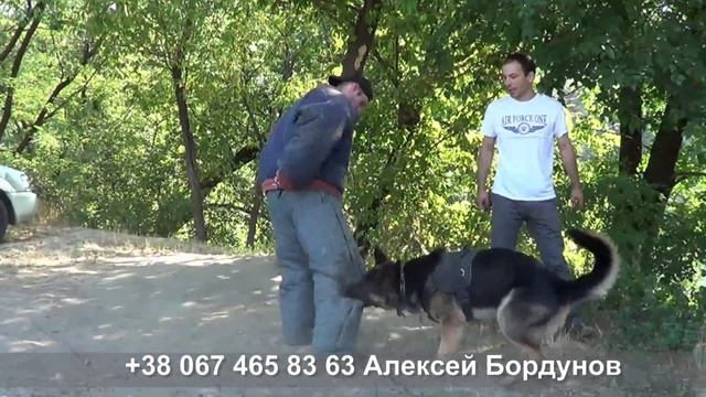 Восточно европейская овчарка Аз работа по защите