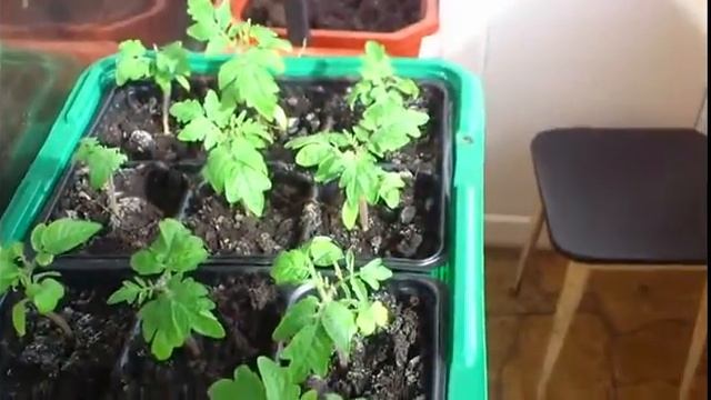 ОГОРОД НА БАЛКОНЕ №3 смотреть онлайн