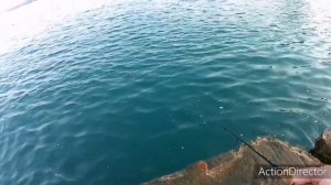 Морской карась, скорпена, кукушка на колебалку и микроджиг. Рокфишинг в Небуге. Морская рыбалка