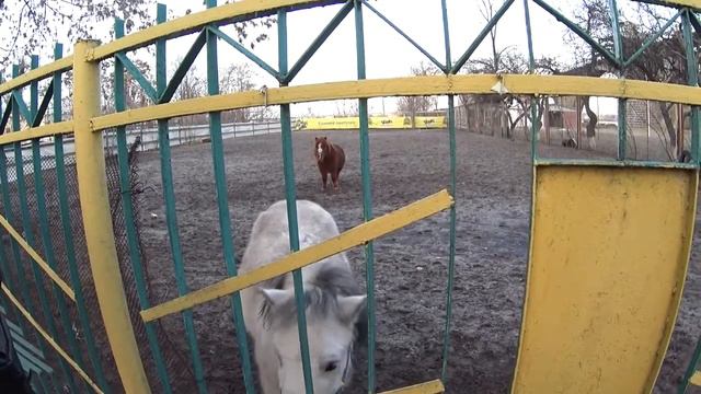 VLOG: КАК ВЫГЛЯДИТ ЗООПАРК В ДНЕПРЕ! ТИХИЙ УЖАС... смотреть онлайн