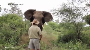 Внезапные Нападения Животных Снятые на Камеру