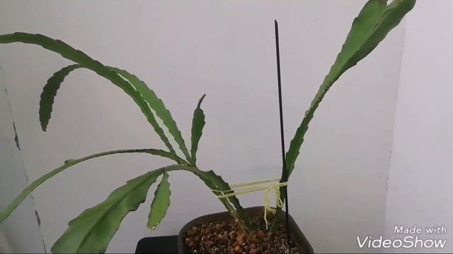 ЭПИФИЛЛУМ ОБРЕЗКА/Мои Эпифиллумы После Обрезки. Опять цветение!!! смотреть онлайн