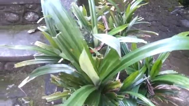 Pandanus tree in Bali