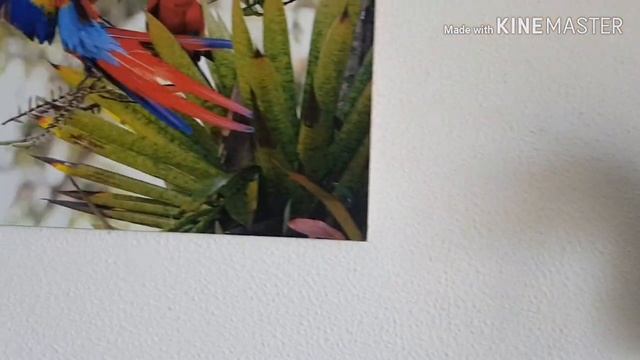 Цветение орхидей . Фаленопсисы. 1 часть. смотреть онлайн