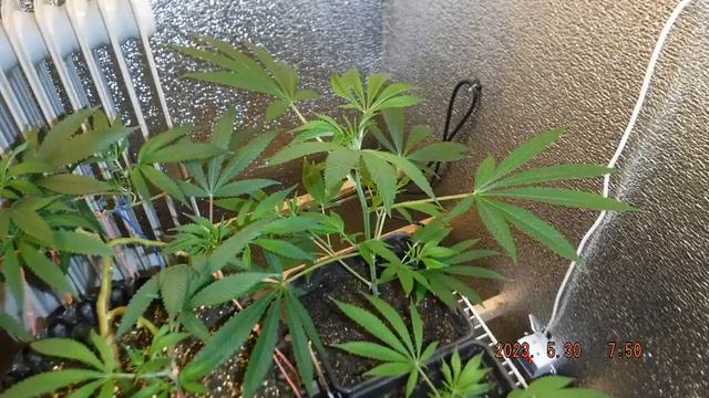 2023-05-30 смотреть онлайн