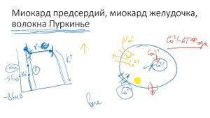 Физиология. Глава 3. Сердечно-сосудистая система. Сердце. Часть 1.