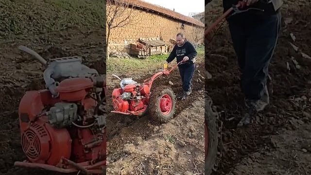Зимна оран с мотоблок МТЗ Беларус012 с двигател УД 25