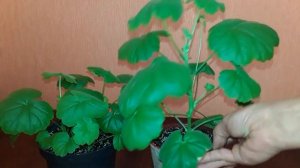 Как прищипнуть пеларгонию? Формировка куста.