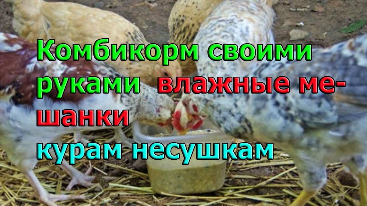 Комбикорм своими руками и влажные мешанки курам несушкам.