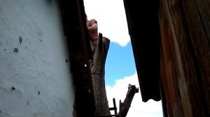 ЗАГОТОВКА ДРЕВЕСИНЫ ОРЕХА.  Walnut wood and harvesting.