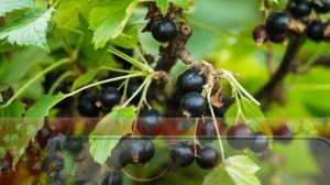 Ромашки розы васильки