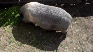 Супоросная свиноматка на третьем месяце супоросности.