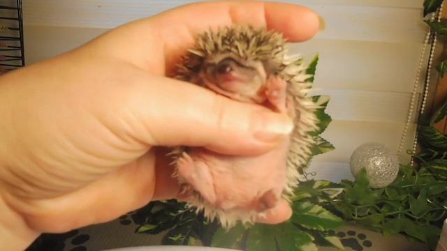 Мы с Алисой ПОЗДРАВЛЯЕМ с 8 МАРТА ! #ёжики 15 дней , вес 58 грамм / ОТКРЫТ РЕЗЕРВ ! Цены от 2,5 тр смотреть онлайн