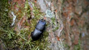 СВОБОДУ ЖУКАМ Выпуск жука ОЛЕНЁК ОБЫКНОВЕННЫЙ