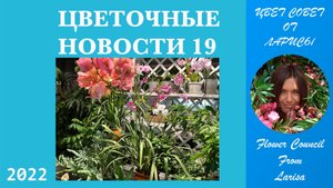 ЦВЕТОЧНЫЕ НОВОСТИ 19