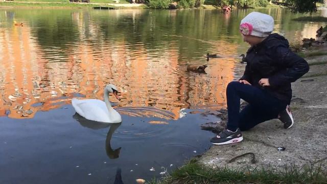 Осень. Кормим лебедей и уток смотреть онлайн