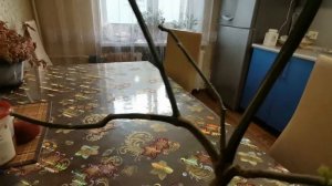 У ЦИТРУСА ХЛОРОЗ ЧТО ДЕЛАТЬ КАК БОРОТСЯ С ЭТИМ НЕДУГОМ.