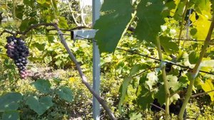 кишмиш Калугіна В.М. Спокуса.