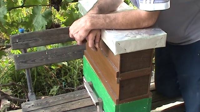 Объединение нуклеусов в отводки и небольшой эксперимент. смотреть онлайн