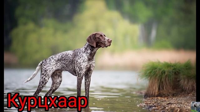 Топ 15 самых красивых пород собак! ??