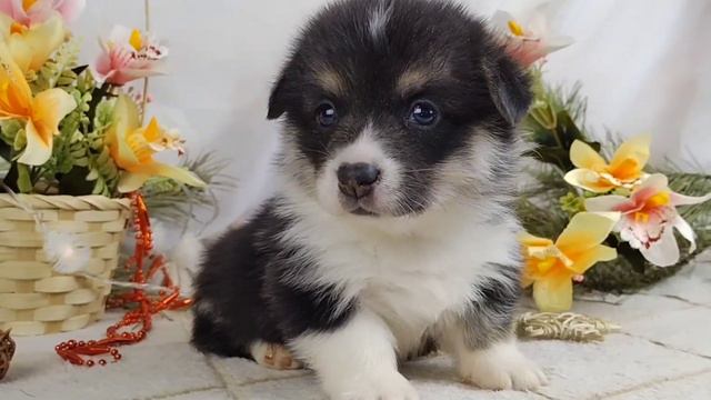 Щенки Вельш Корги Пемброк 🌸💜🌸