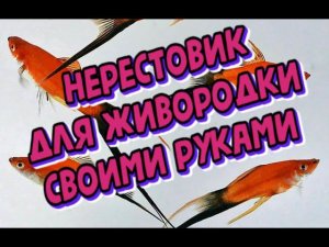 ОТСАДНИК - НЕРЕСТОВИК ДЛЯ ЖИВОРОДЯЩИХ РЫБОК СВОИМИ РУКАМИ БЫСТРО, ПРОСТО, ДЁШЕВО!