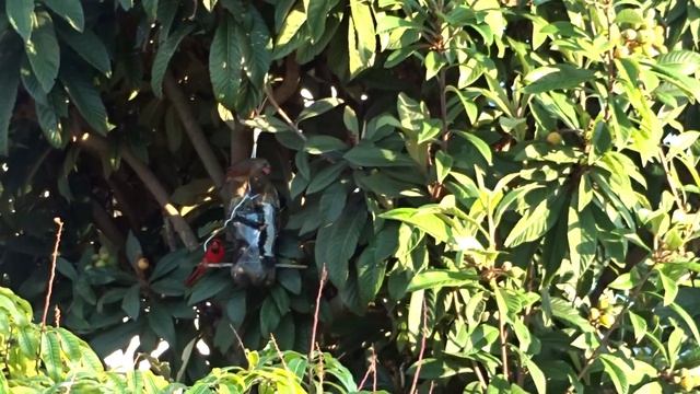 Мушмула магнит для птиц смотреть онлайн