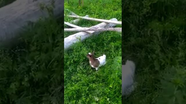 Домашнее хозяйство. Карликовые камерунские козочки.