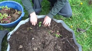 ПЕРЕСАДКА СВЁКЛЫ ИЗ ТЕПЛИЦЫ В КЛУМБУ (НА ГРЯДКУ)