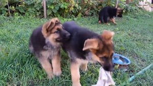 ?Маленькие БАНДИТЫ! Щенки Немецкой овчарки 2 мес. Little bandits! German Shepherd Puppies 2 months.
