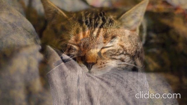 PLEASURE  RELAX MUSIC  МУЗЫКА ДЛЯ РЕЛАКСА