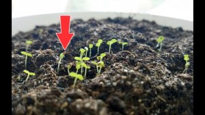 Как выращивать клубнику землянику из семян в домашних условиях на рассаду!