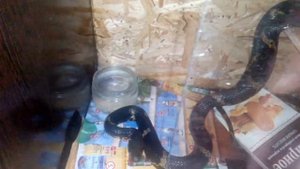 Ядовитый амурский полоз!!!!???