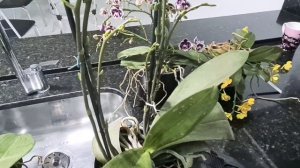 How to grow phalaenopsis