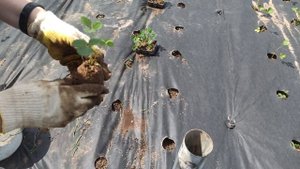 Используем посадочный конус для посадки рассады клубники
