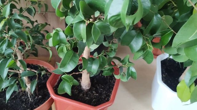 Фикус Бенджамина, Микрокарпа. Обзор моих любимых фикусов после зимовки. смотреть онлайн